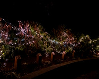 Hendricken Christmas tree lighting